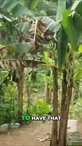 Be sure to watch the full VIDEO here: https://youtu.be/IASbq4TKDhk?sub_confirmation=1 Discover how our country's climate supports abundant food production and why food shortages are unacceptable. We share insights on our agricultural potential and personal experiences with local produce, including my unforgettable encounter with JahB. #FoodSecurity #Agriculture #SustainableFarming #PineappleDelight #LocalProduce #ClimateSupport #FoodShortages #HarvestSeason #EatLocal #Sustainability ☀️ Now you c