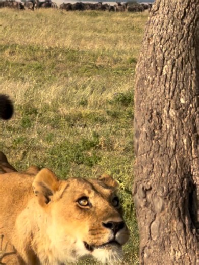 Best Spot to Scan Mara Plains for Wildlife Views