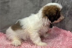 Tiffany - Lhasa Apso Puppy 3BBA68