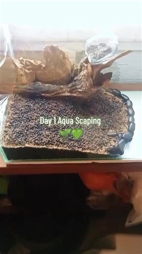 Day 1 of Aqua Scaping: Starting Your Aquarium Journey