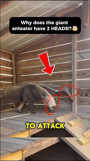 👅The Weirdest Feeding System in the Animal Kingdom💀
