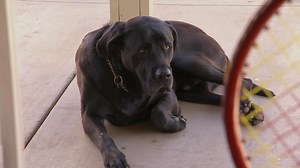 8.8K views · 321 reactions | Cujo the Lab-Mastiff mix was rescued from a bad home, but has his past turned him into an aggressive dog? Saturday on Dog Whisperer with Cesar Millan: Family Edition. | Dog Whisperer with Cesar Millan: Family Edition | Facebook