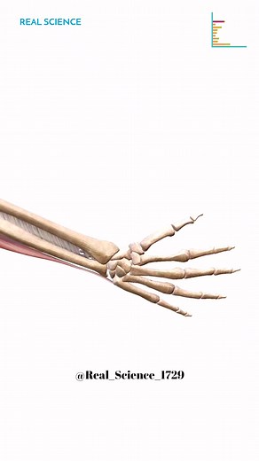 ⭐ The Gliding joint is a synovial joint built between two bones that meet on flat articular surfaces allowing sliding or gliding motion. ⭐ Example of a gliding joint is the wrist joint. ⭐ Other gliding joints are the joints between two vertebras, ankle joints, acromioclavicular joints, etc. Real Science - The Home Of Creativity 🔥 #science #animation #medical #reels #humanbody | Real Science - The Home Of Creativity