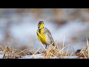 Nature's Hidden Singer: The Western Meadowlark in Full Color & Song! -- wfc
