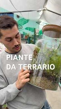 Closed terrarium: which plants to choose? HERE THEY ARE