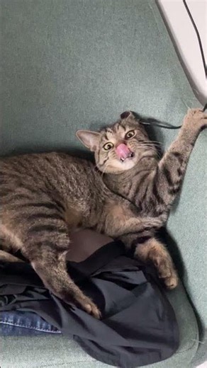 Caught in the act: Bluey vs. the cord #cat #funny #pets