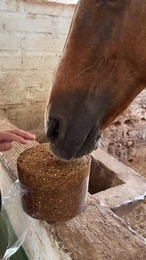 El bloque nutricional es un suplemento diseñado para aportar minerales, proteínas y energía que complementan la dieta del caballo. Favorece la salud digestiva, mejora la condición corporal y contribuye al brillo del pelaje. Se recomienda ofrecerlo de forma libre para que el caballo consuma según sus necesidades. #ExperienciasEquinas #NutriciónEquina #BloqueNutricional CaballosSaludables MundoEquino PasiónPorLosCaballos | Juan David Jaramillo Experiencias Equinas