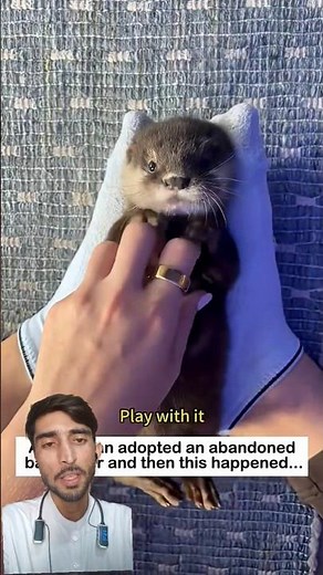 Adopting a baby otter#animals#lovestory#rescue#wildliferescue#cute#love#otter#adoption