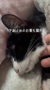 【膿胸】と言う病気【後編】🏥生死を戦った71日間！2025/5/22-6/30🐈‍⬛下半身麻痺猫あいかなちゃん🐈‍⬛12匹の仲間たち#あいかな#ごまだんご#下半身麻痺猫#心臓疾患猫#鍼灸治療猫