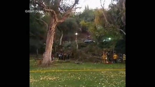 100-Foot Tree Crashes Down at Bridal Party