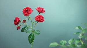 Naturalistic Stop Motion Animation