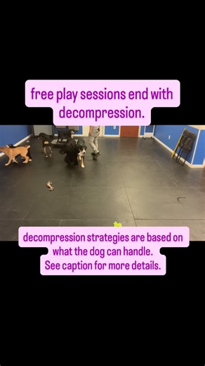 free play sessions end with decompression. decompression strategies are based on what the dog can handle. Puppies are pull out to decompress in their crate because that is what then need to succeed. Alfie and Date decompress on Place. Mishka is in a down. Tucker is practicing “all done” (the rest cue). | Creekside Canine Training | Facebook