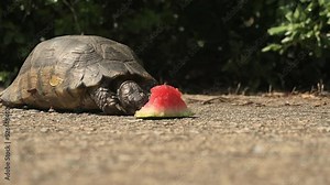 Static close up shot footage shows a turtle eating a piece of watermelon in a park .HD footage 60fps.No intentionally feeding of the animal for video shooting purposes