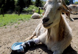 They don’t give a bleat. Meet the Goats of Anarchy, the coolest goats on wheels.
