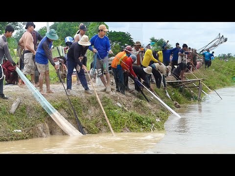 Bro Sela Live Stream