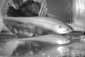 3.3K views · 29 reactions | The constant movement of fish that seems random is actually precisely deployed to provide them at any moment with the best sensory feedback they need to navigate the world, Johns Hopkins University researchers have found. "There's a saying in biology that when the world is still, you stop being able to sense it." | Johns Hopkins University | Facebook