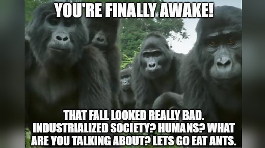 You're Finally Awake / You Hit Your Head Really Hard | Know Your Meme