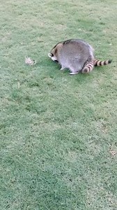 244K views · 1.4K reactions | The cutest girls!! #raccoon #raccoons...