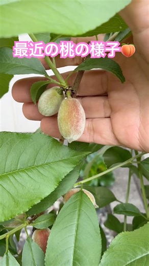 Peach cultivation 🍑 The fruit is starting to swell and change color.