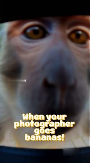 Monkey Snack Challenge! 🐒🍌 Epic Mobile Gameplay You Can't Miss!