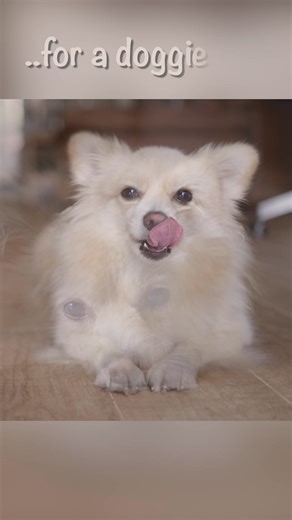 Time to Pawzzzz for a Nap :) ❤ | Liquid Mind