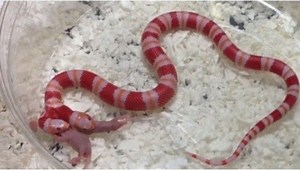 How To Feed a Two-Headed Snake