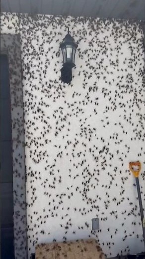 Swarm Of Mormon Crickets Takes Over House | 10 News First