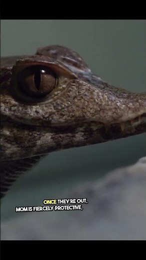 Baby Alligators_ Adorable Yet Deadly!