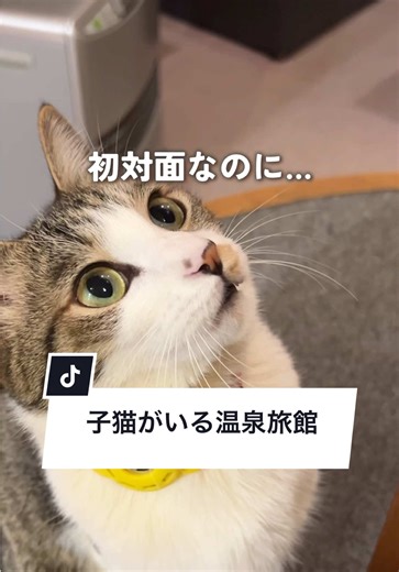 子猫と過ごす温泉旅館の癒し体験