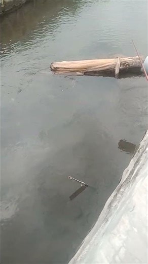 Dapat ikan uceng #microfhising #fishing #mancingwader #mancinguceng #mancing