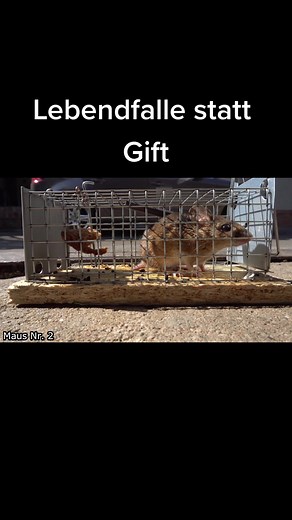 Hund fängt Ratte | Lebendfalle statt Gift