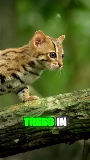 Meet the World’s Smallest Wild Cat – The Rusty-Spotted Cat! 🐱🌍#cat #facts