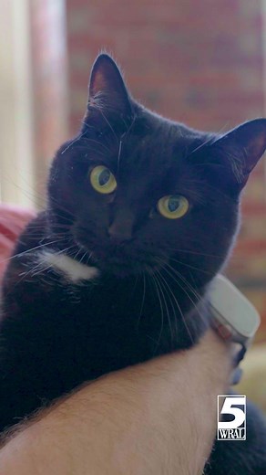 FREE ADOPTIONS! Cumberland County, NC Animal Services will be offering free adoptions on August 22nd through the 29th. Help Clear the Shelters ! www.wral.com/shelters | WRAL TV