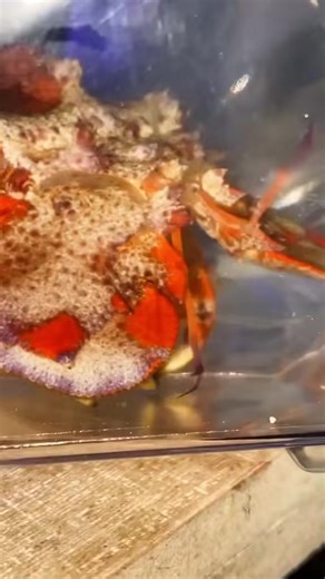 22K views · 277 reactions | Adding RARE CREATURE to my Fish Tank #fishing #aquarium #petlover #fishtank #fishcare #fishtok #floridafishing #fishfacts #petfish #outdooradventures | Rob’s Aquatics | Facebook