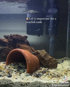 135K views · 1.2K reactions | Setting up a tank for cray fishes . . . #reefing101 #marinefishtank #coraltank #myaquriumshops #kedaionline #reefscape #malaysianreefer #reeftankmalaysia #kedaionlinemalaysia #batukarang #fishkeeper #reeftankaddiction #reefmalaysia | MyaquariumShops Online Store | Facebook