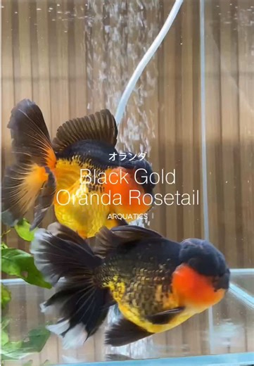 Discover the Beauty of Black Gold Oranda Goldfish