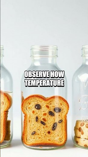 DIY Bread Mold Experiment