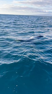 Female orca circling by my boat | Slater Moore Photography