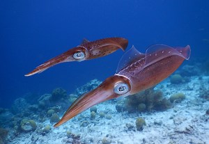 Watch Giant Squid Hunt Their Prey In Never-Before-Seen Video Footage - BGR