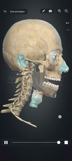 3d animation movement of mandible #anatomy #biology #animation #neuroscience #humananatomy #anatomy