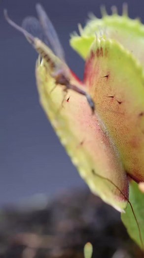 56K views · 529 reactions | Kraken Venus flytrap capturing and eating aggressive alien flying creature. #carnivorousplantsoftiktok #plantsoftiktok #venusflytrap #carnivorousplant #venusflytrapeating #exoticplants #alien #aliensexist | Carnivorous Plants | Facebook