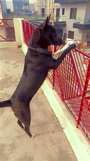 viral cute puppy Bagira 😎 z plus security 🥹🥹#shorts#dog #doglove #trending#support #subscribe #viral