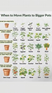 🌱🪴 Stop Root-Bound Plants Before Growth Stalls Root-bound plants may look healthy above the soil, but tangled, overcrowded roots can quietly slow growth and reduce yields. Catching the signs early and transplanting at the right time keeps plants strong and productive. 🧰 Materials / Tools Needed: Plant pots one size larger than current container Fresh potting soil or garden soil mix Gardening gloves Trowel or small shovel Alternative option: fabric grow bags or in-ground planting space 🪜 Step