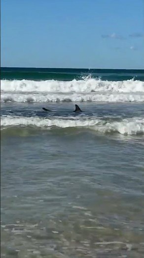 Byron Bay beachgoers stunned as shark churns the shallows on the sandbank