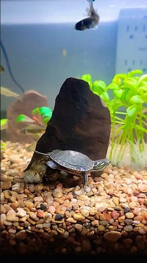 The Surprising Lives of Turtle Tank Pets #turtlewatching #aquaticpets #babyturtle #turtlelovers