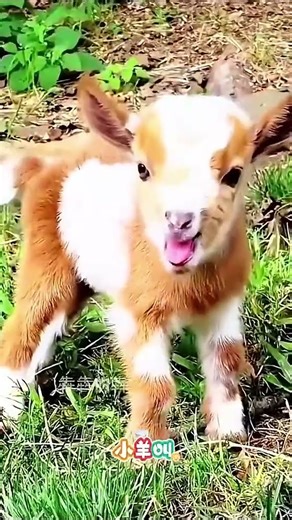 This Baby Goat Shouts Like a Human 😂🐐 | Funniest Goat Sound Ever #Shorts