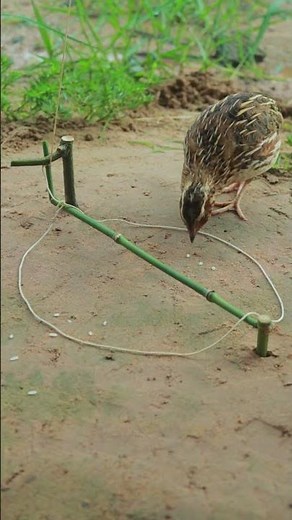 Super Smart Quail Trap Technique - Unique DIY Quail Trapping #animaltrap #shorts #youtube