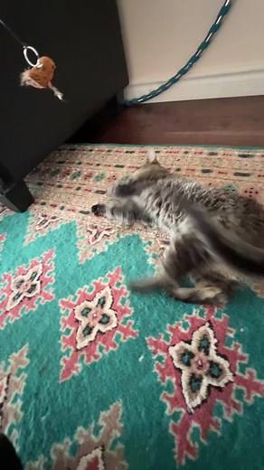 Cat Distribution System (@cat.distribution.system)’s videos with original sound - Cat Distribution System