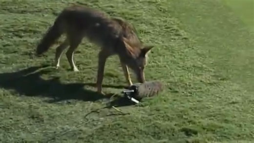 Coyote tries to steal microphone during major golf tournament