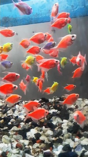Colorful fresh water tetra cute fish #glowfish #colorfulfish #fish #aquarium #aquariumfish